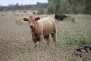 Методы оценки крупного рогатого скота