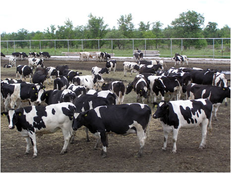 Техника доения коров