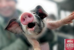 Общие основы подбора свиней