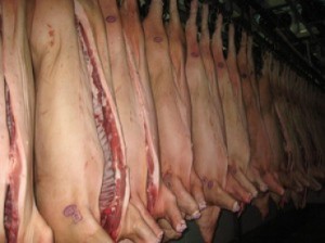 Техника оценки свиней по экстерьеру