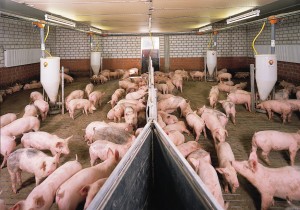 Промышленное скрещивание свиней
