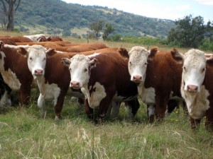 Повышение мясной продуктивности крупного рогатого скота