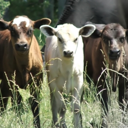 Проблема белка в кормлении мясного скота