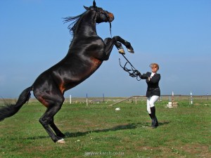 Классические виды конного спорта