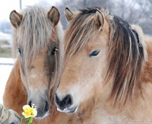 Киргизская порода лошадей