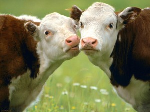Mooving-in-for-a-Kiss-1
