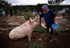 Farmer Haynes rubs the snout of her favourite pig named 'Peanut' outside her home on her property known as 'Pigsville' in Mudgee