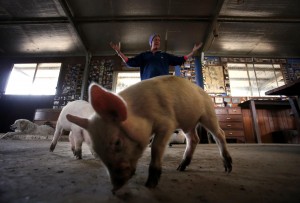 Farmer Haynes reacts as pigs she lives with in her home eats food off the floor at her property known as 'Pigsville' in Mudgee