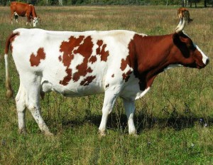 Айширская-порода-коров