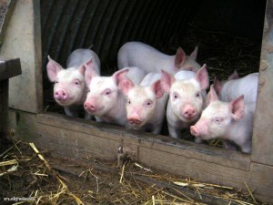 Пищевая анемия у свиней
