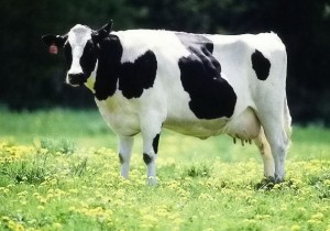 голландская-порода-коров
