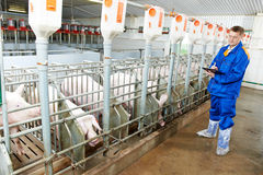 http://www.dreamstime.com/stock-images-veterinarian-doctor-examining-pigs-pig-farm-image29003694