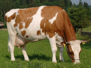 симментальская-порода-коров