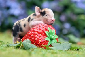 Cute miniature pigs' happy life (09)