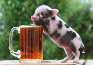 Cute miniature pigs' happy life (12)