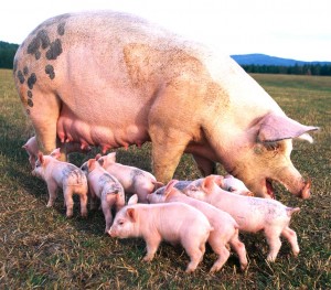 Pig Farming in Nigeria