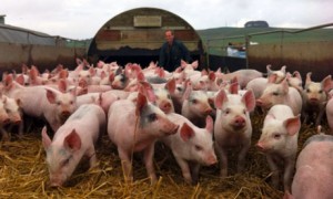 Pigs-at-West-End-Farm-in--007