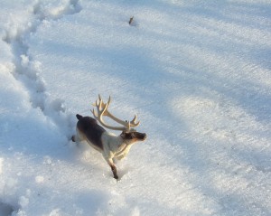 Reindeer_in_snow2
