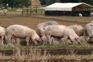 pigs-on-a-farm-178328153