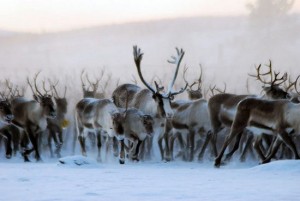 reindeer-and-people01