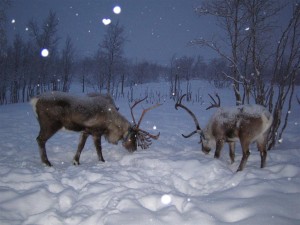 reindeer5