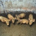 small_pigs