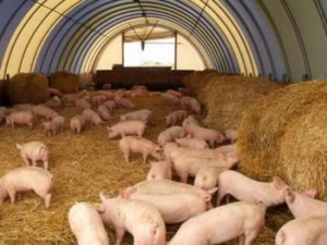 На Ставрополье развивается свиноводство