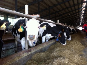 В Приморье планируется развивать молочное животноводство