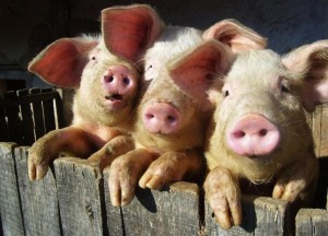 В Омске животноводам удалось вывести новую породу свиней