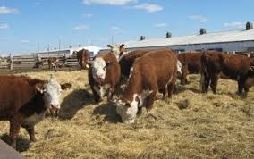 В Челябинской области не прекращается развитие отрасли животноводства