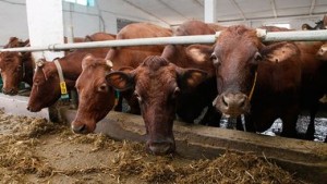 Молочное животноводство Ставропольского края получит господдержку