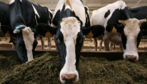 Под Волгоградом  возрождается молочное  животноводство