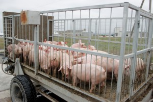 Рост  уровня свинины  в текущем году составит 300 тысяч тонн