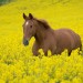Особенности табунных лошадей