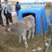 Компьютерные технологии в животноводстве.