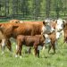 Контроль за молочной продуктивностью коров