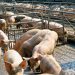 Системы и технологию производства продуктов животноводства