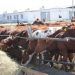 Разница в валовом производстве мяса
