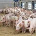 Внедрение промышленной технологии репродукции в  хозяйствах и фермах