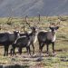 Особенности ведения и неодинаковый уровень культуры оленеводства