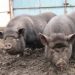 Способы и техника случки свиней