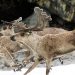 Размножение является одним из основных свойств животного организма