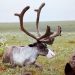 В первый день самец и самка привязывались на 2—3 часа к нарте