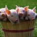 Течка и продолжительность супоросности у свиней