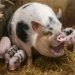 Зоотехнический учет в свиноводстве