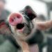 Общие основы подбора свиней
