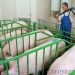 Процесс породообразования свиней