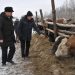 Использование для откорма бычков