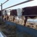 В Усть-Кинельском районе  проводятся работы по оживлению животноводства