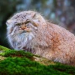 Дикие кошки. Манул